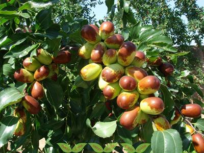 Ziziphus jujuba
